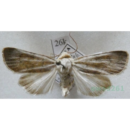 Euxoa decora (Denis & Schiffermüller, 1775) Slovakia26k